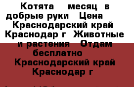 Котята (1 месяц) в добрые руки › Цена ­ 1 - Краснодарский край, Краснодар г. Животные и растения » Отдам бесплатно   . Краснодарский край,Краснодар г.